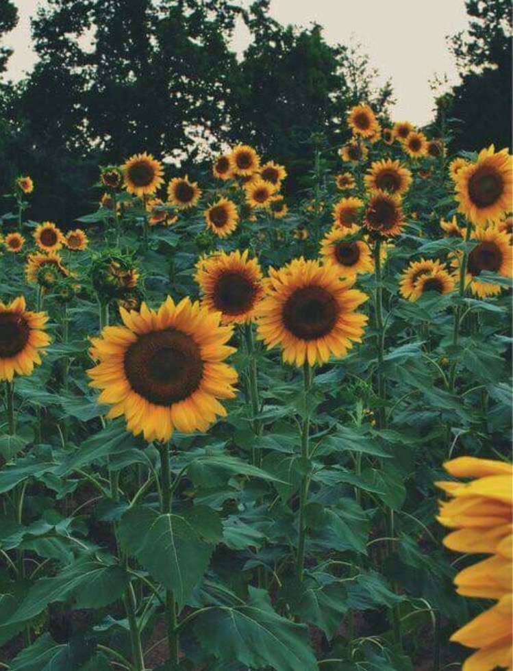 We heart it social media picture