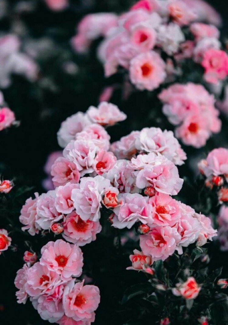 we heart it social media picture