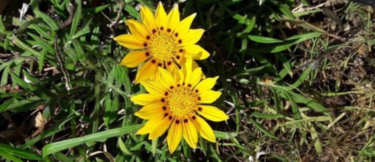 The bright side of fall ( Hues Mens Fall Winter&nbsp;2017)