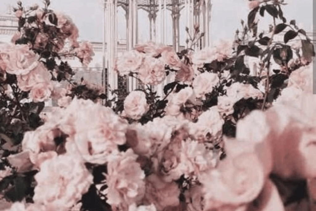 Rose cake (4ever loved&nbsp;collection)