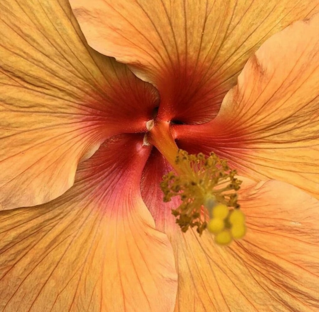 Bold Yellow & Shimmer&nbsp;Pink