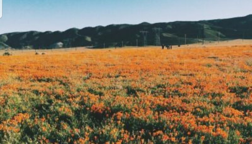 Where does the flowers bloom?  ( The Model in print collection&nbsp;)