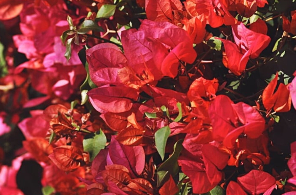 We heart it social media picture