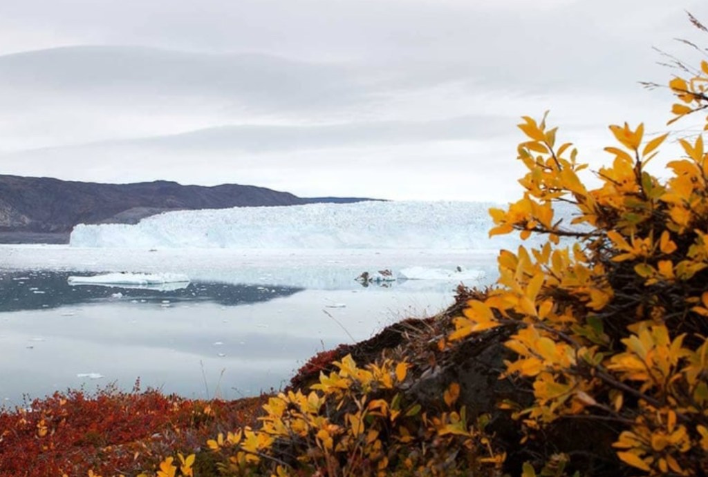 Autumn leaves in Greenland | No Locals the Global Collection&nbsp;18′