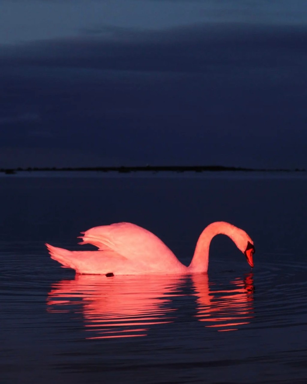 The Transitional Weather Traveler ( The Low Dunk Collection&nbsp;)